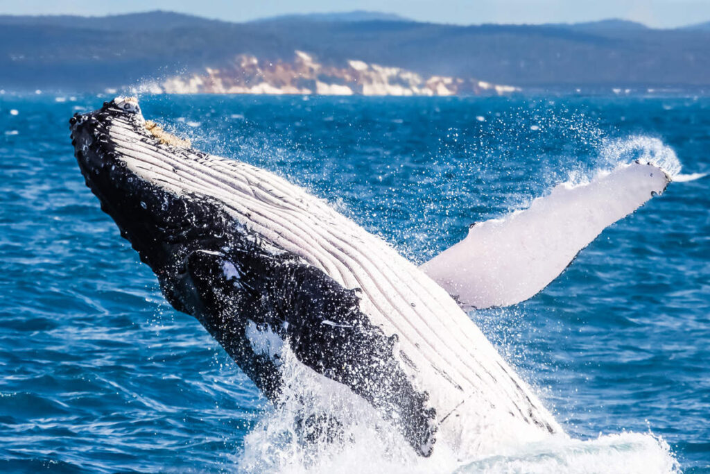 ballenas canarias guia para avistarlas en su habitat natural