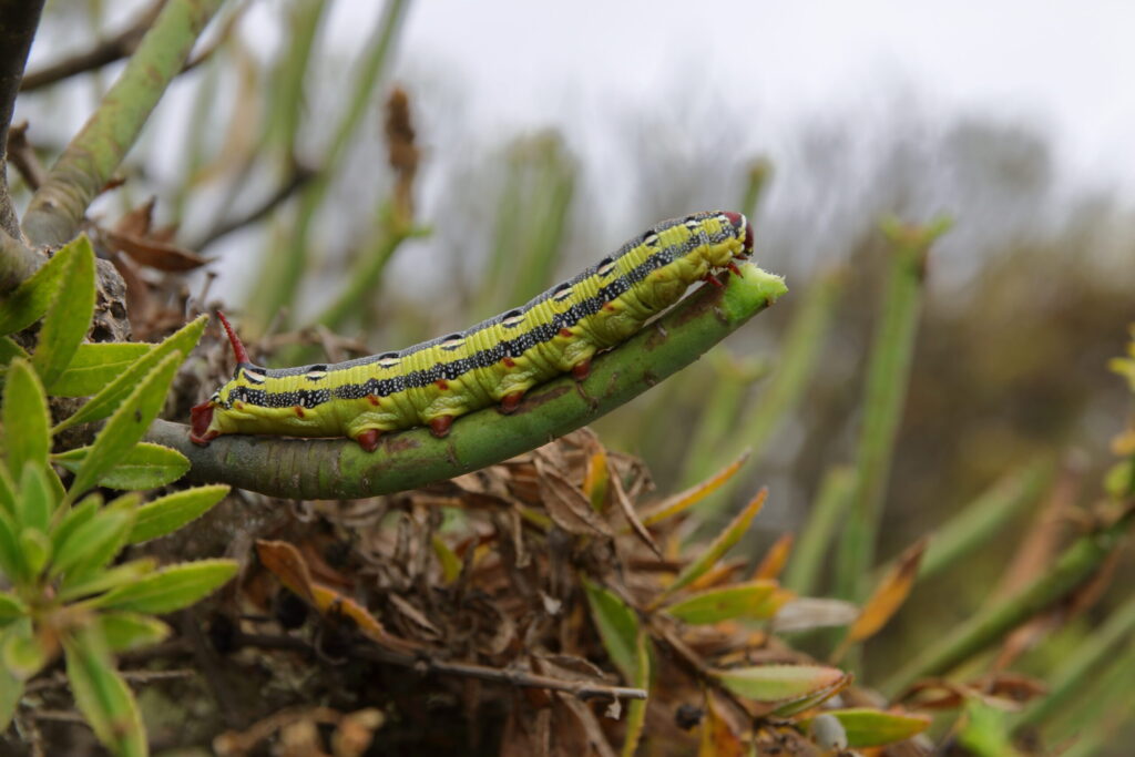 descubre la rica biodiversidad de los animales de canarias