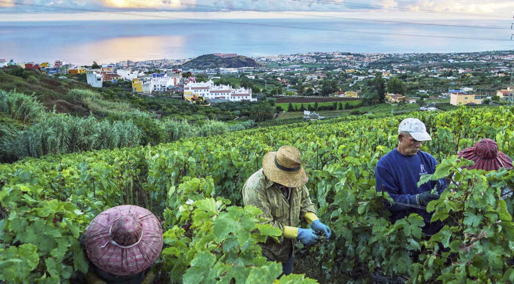 descubre las mejores bodegas en tenerife y sus vinos