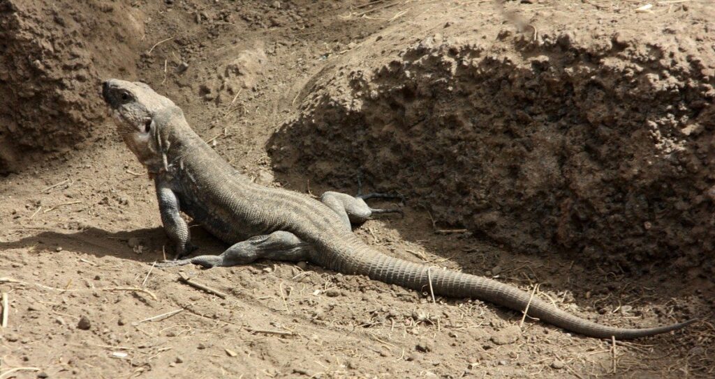 descubriendo al lagarto gigante de el hierro