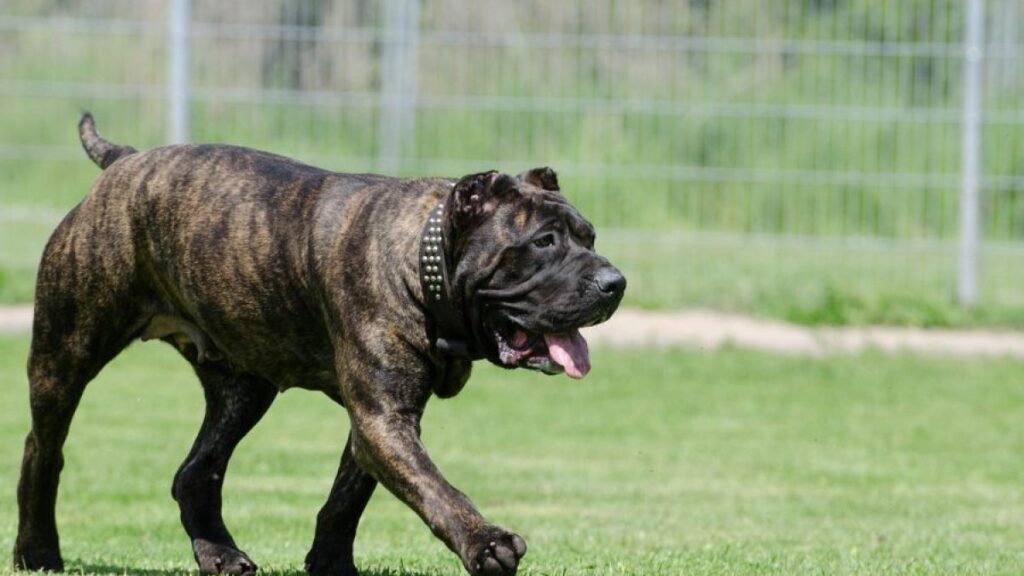 guia completa sobre el presa canario cuidados entrenamiento y salud