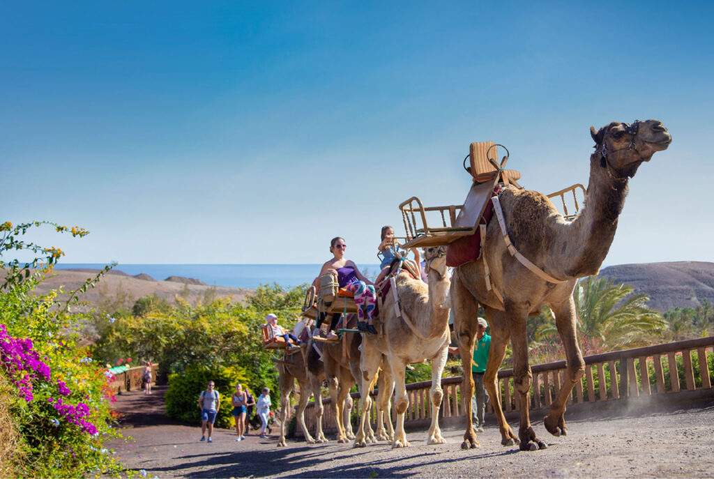 guia definitiva de oasis wildlife fuerteventura