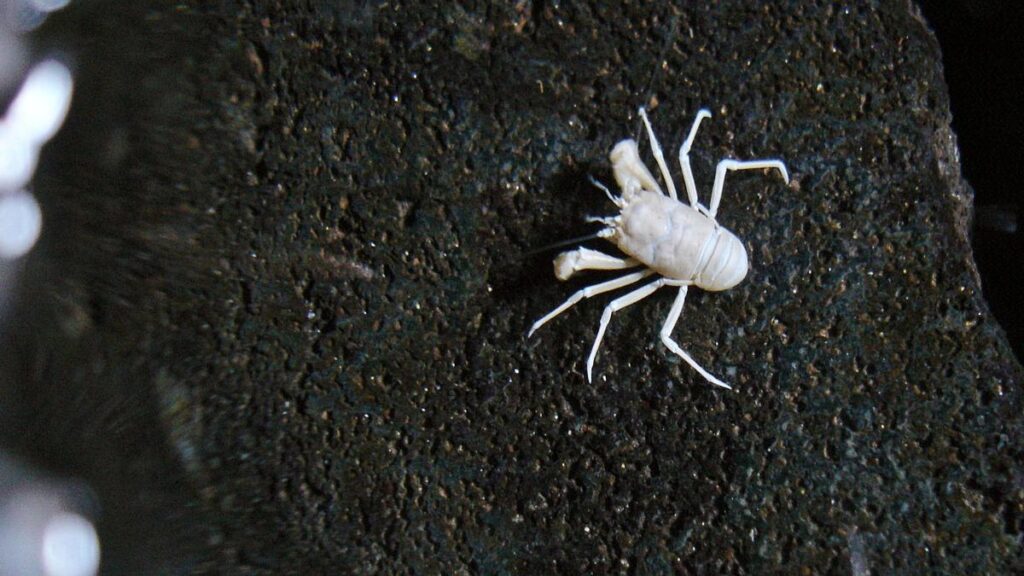 cangrejos blancos en lanzarote el encanto subterraneo de la isla