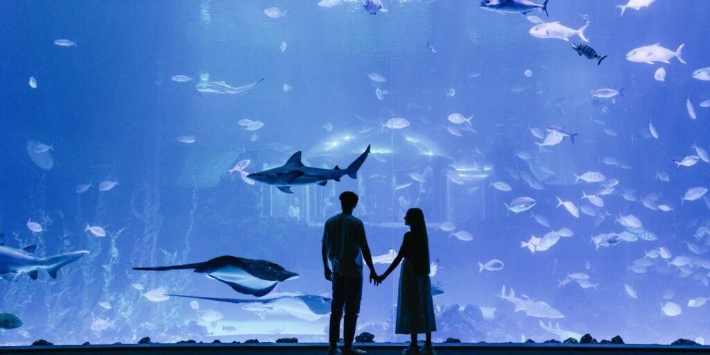 descubre poema del mar gran canaria un acuario unico