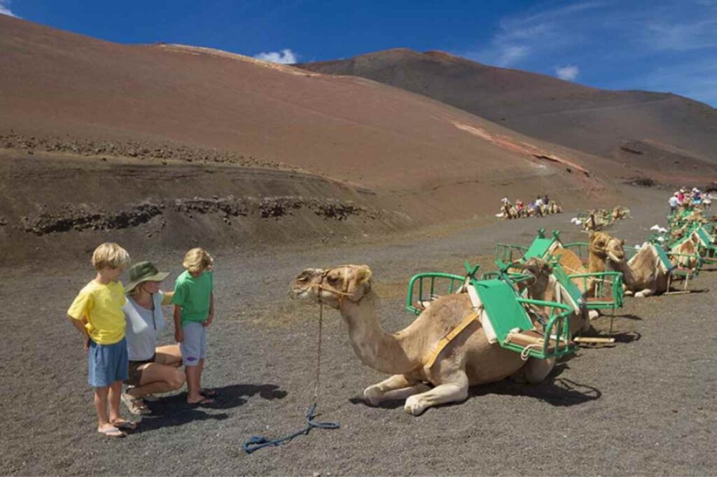 montar en camello en lanzarote guia para tu aventura