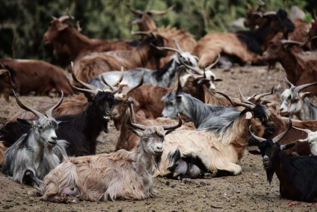 cabras en las palmas guia de granjas y cuidados