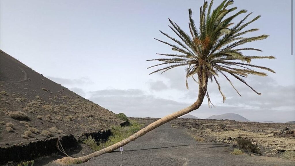 descubre la iconica palmera inclinada de lanzarote
