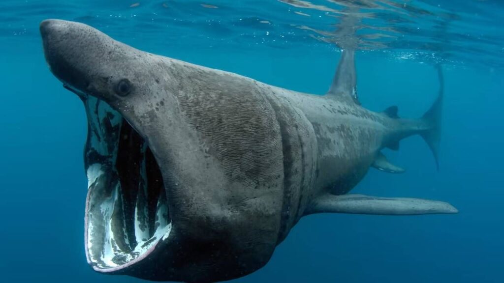 hay tiburones en tenerife cual es el riesgo real