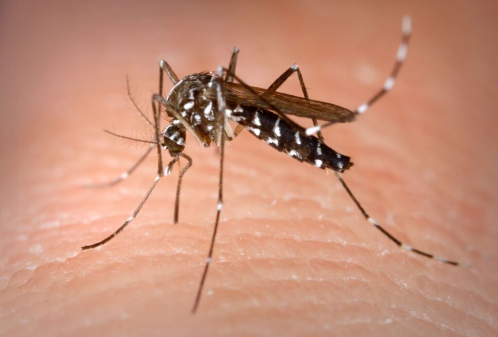 mosquito tigre canarias estrategias de control y prevencion