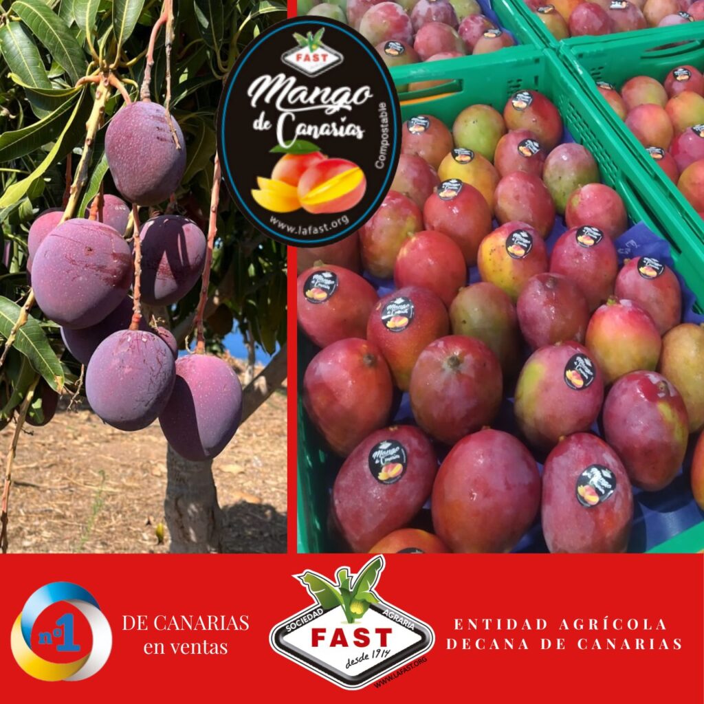 variedades de mangas en canarias un sabor tropical en el archipielago