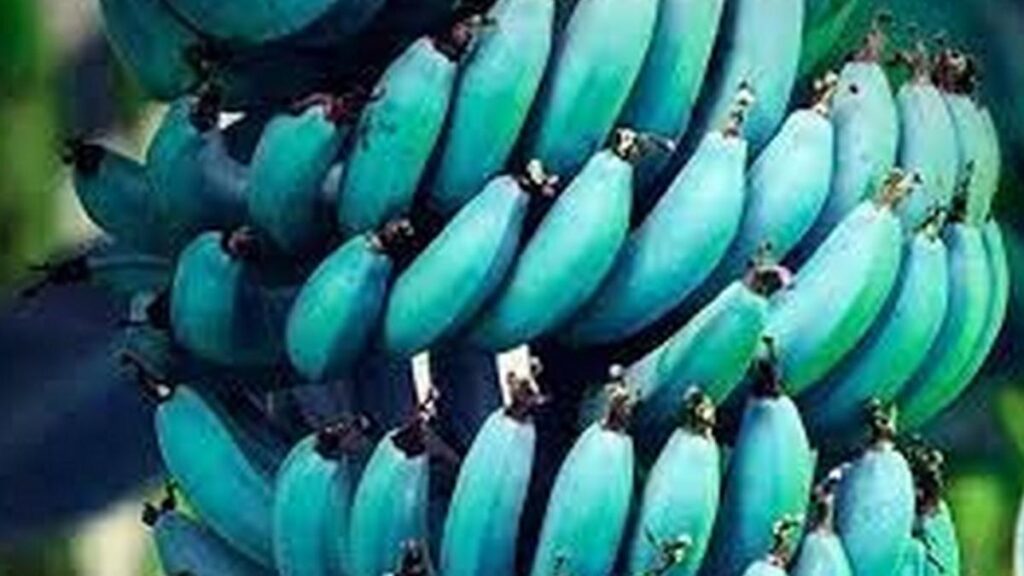 platano azul canarias la nueva variedad que conquista los paladares