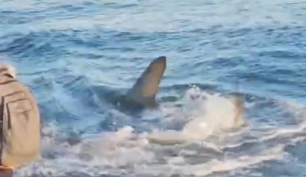 playas canarias tiburones lo que necesitas saber