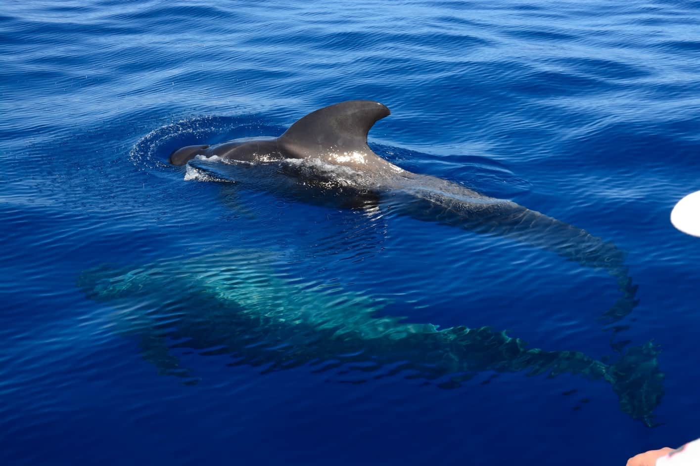 mejor epoca para ver ballenas en gran canaria