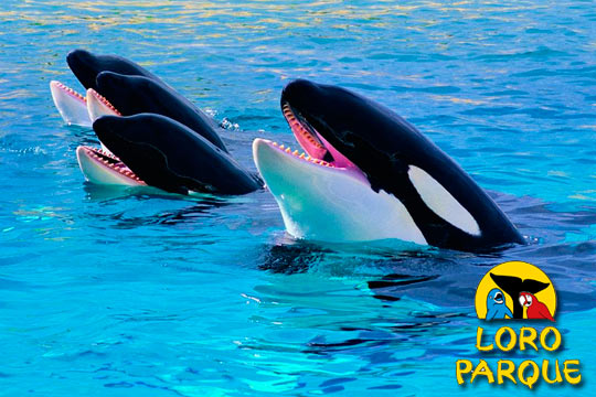 precio del loro parque para residentes canarios