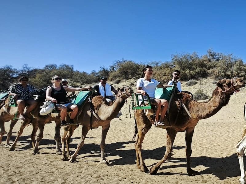 paseo en camello dunas de maspalomas 2025