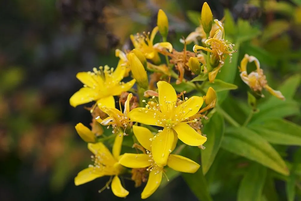 plantas endemicas de canarias caracteristicas y ejemplos