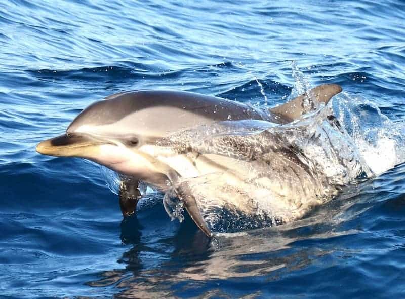 ver delfines en gran canaria 2025 guia completa