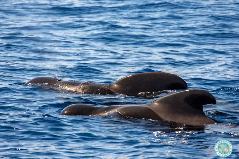 avistamiento de cetaceos tenerife 2025 temporada